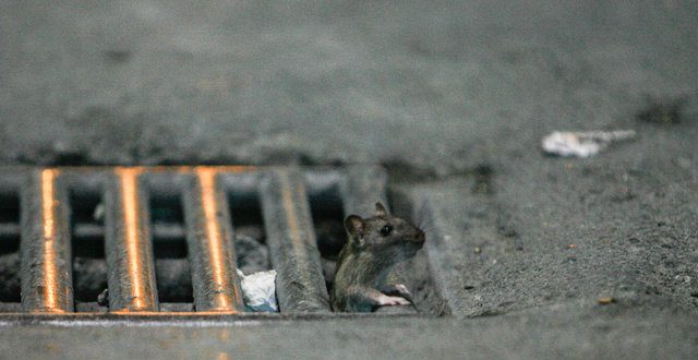 بلایی که سروصدای بازار و مترو، بر سر موش‌ها می‌آورد