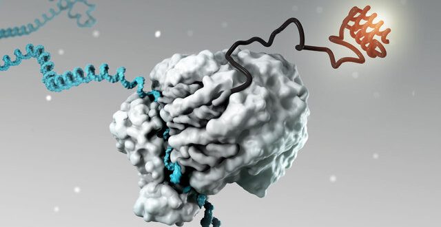 پیامرسان RNA واکسن کووید-۱۹ را برای ما آورد؛ آیا درمان را هم خواهد آورد؟