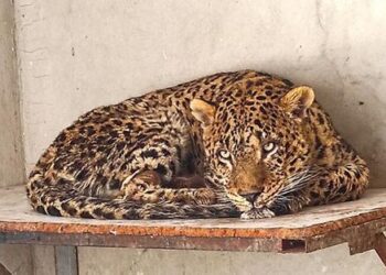 پلنگ دماوند طاقت نیاورد و مرد