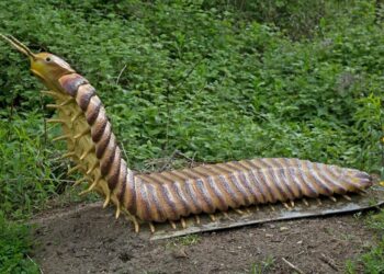 بازگشت جانور منقرض‌شده به طبیعت! /عکس