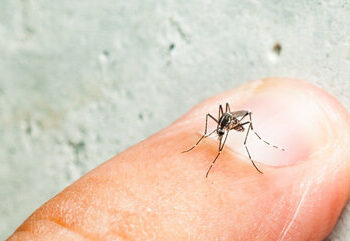 ۷۸۰ نقطه این بندر جنوبی آلوده به پشه آئدس