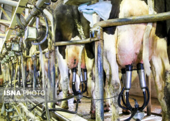 بحران برق، لبنیات را تهدید می‌کند؛ شیر و بستنی فقط چند ساعت دوام دارند