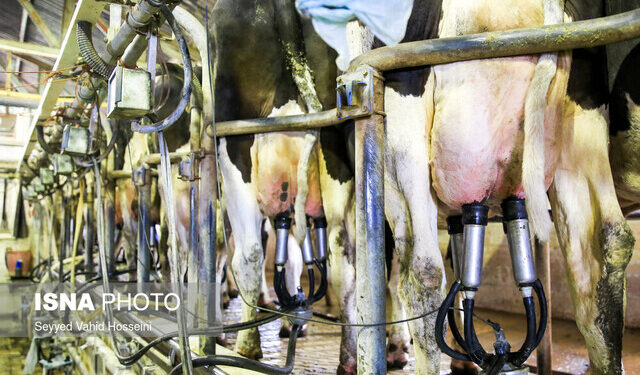 بحران برق، لبنیات را تهدید میکند؛ شیر و بستنی فقط چند ساعت دوام دارند