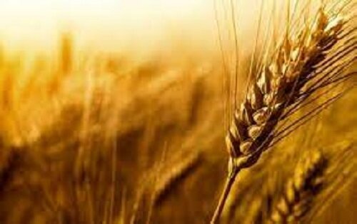 سرنوشت قیمت گندم چگونه رقم می‌خورد؟